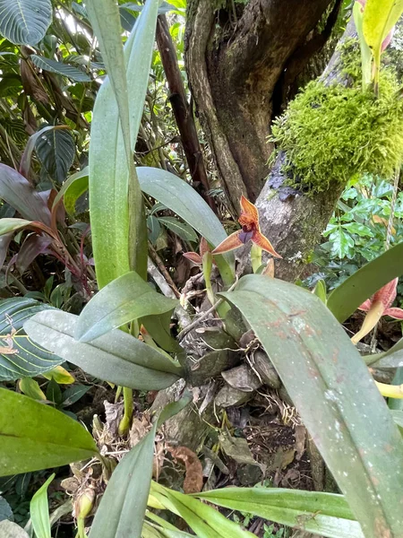 Colorida Fauna Biodiversidad Costa Rica 500 Tipos Orquídeas Silvestres Pueden —  Fotos de Stock