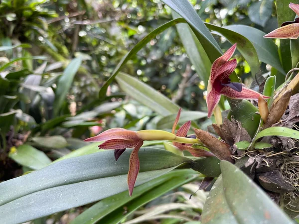 Colorida Fauna Biodiversidad Costa Rica 500 Tipos Orquídeas Silvestres Pueden —  Fotos de Stock