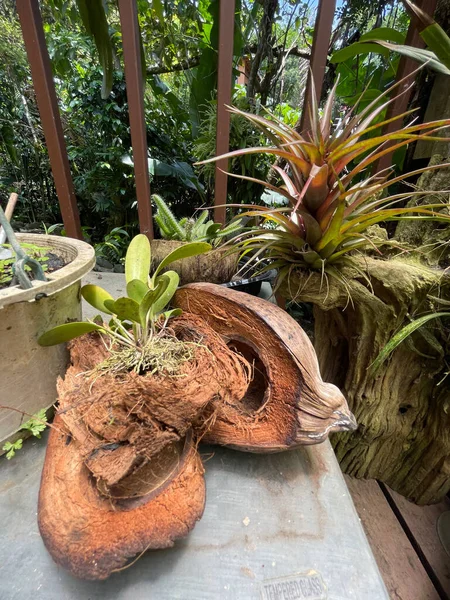 Pluie Mais Végétation Verte Pendant Saison Des Pluies Costa Rica — Photo