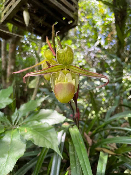 Colorful Fauna Biodiversity Costa Rica 500 Types Wild Orchids Can — Photo