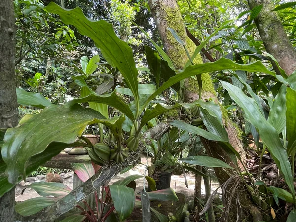 Красочная Фауна Биоразнообразие Коста Рике 500 Видов Диких Орхидей Можно — стоковое фото