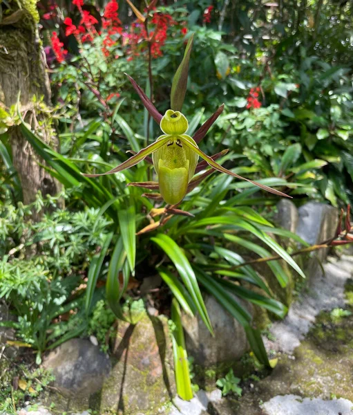 Colorida Fauna Biodiversidad Costa Rica 500 Tipos Orquídeas Silvestres Pueden —  Fotos de Stock
