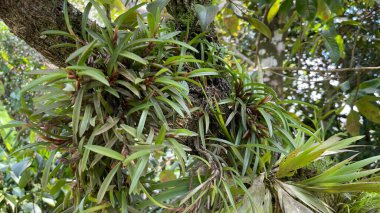 Kosta Rika 'da yağmur mevsiminde daha çok yağmur ama daha çok yeşillik. Burası doğa severler için bir cennet.