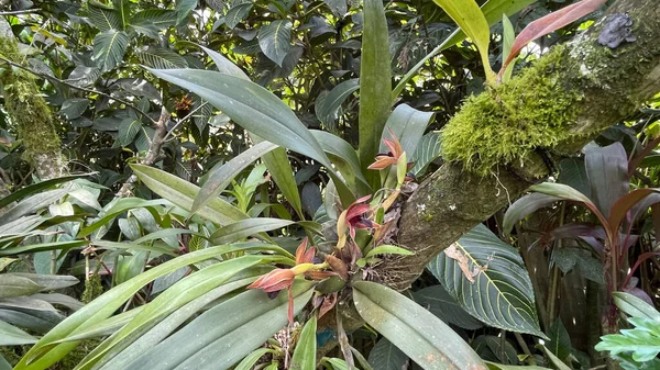 Fauna Colorata Biodiversità Costa Rica Solo Monteverde Possono Trovare 500 — Foto Stock