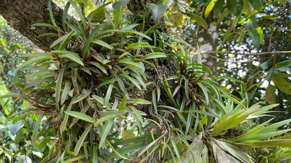 Kosta Rika 'da yağmur mevsiminde daha çok yağmur ama daha çok yeşillik. Burası doğa severler için bir cennet.