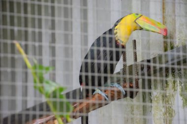 Hayvan kurtarma merkezi yaralı hayvanların kurtarılması, rehabilitasyonu, araştırılması ve serbest bırakılması içindir. Kosta Rika, San Josecito, 26 Eylül 2021