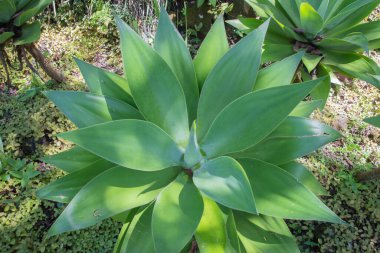 Kosta Rika 'da yağmur mevsiminde daha çok yağmur ama daha çok yeşillik. Burası doğa severler için bir cennet.