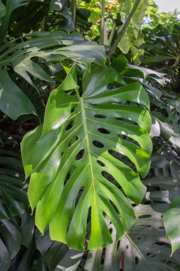 Kosta Rika 'da yağmur mevsiminde daha çok yağmur ama daha çok yeşillik. Burası doğa severler için bir cennet.