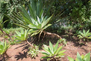 Kosta Rika 'da yağmur mevsiminde daha çok yağmur ama daha çok yeşillik. Burası doğa severler için bir cennet.