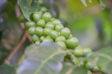 Kosta Rika yüksek kaliteli kahvesi ile ünlüdür.