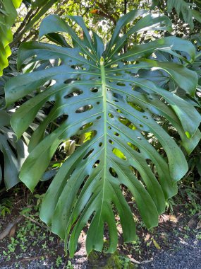 Kosta Rika 'da yağmur mevsiminde daha çok yağmur ama daha çok yeşillik. Burası doğa severler için bir cennet.