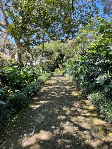 More Rain More Green Vegetation Rainy Season Costa Rica Paradise — Stockfoto