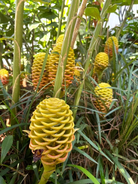 Zingiber Zerumbet Una Especie Planta Fanerógama Perteneciente Familia Los Jengibres —  Fotos de Stock