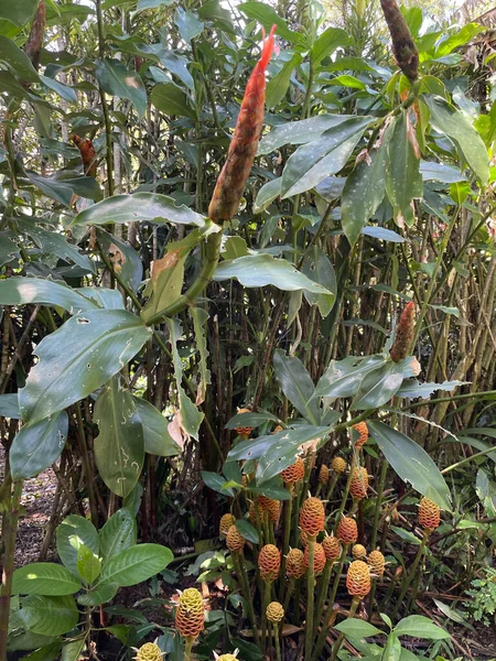 Zingiber Zerumbet Costa Rica Species Plant Ginger Family — Photo