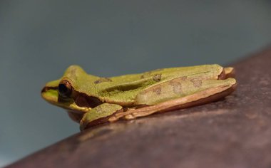 Kurbağalar geceleri aktiftir.