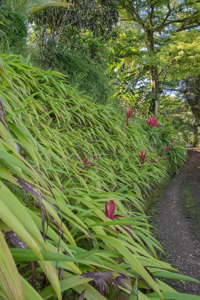 More Rain More Green Vegetation Rainy Season Costa Rica Paradise — Stockfoto