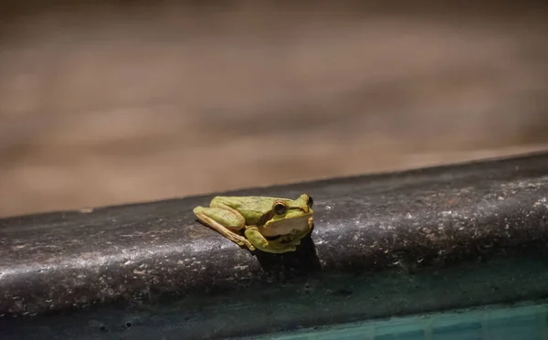 青蛙在夜间活动 — 图库照片