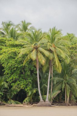 Playa Uvita is located near Uvita in the southern pacific region