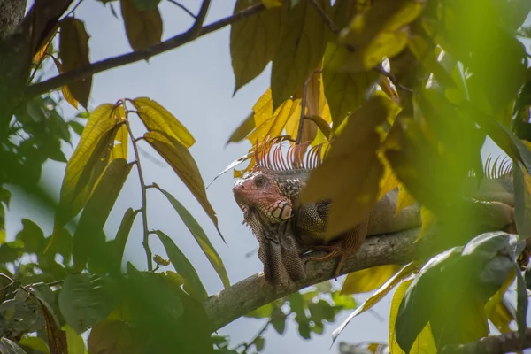 Schöner Leguan Costa Rica Mittelamerika — Stockfoto