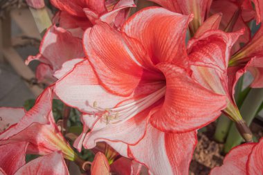 Hollanda'da baharda çiçek açan kırmızı nergis zambağı