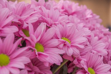 Colorful flowers blooming in spring in the famous Dutch tulip park