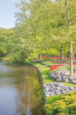 Colorful flowers blooming in spring in the famous Dutch tulip park