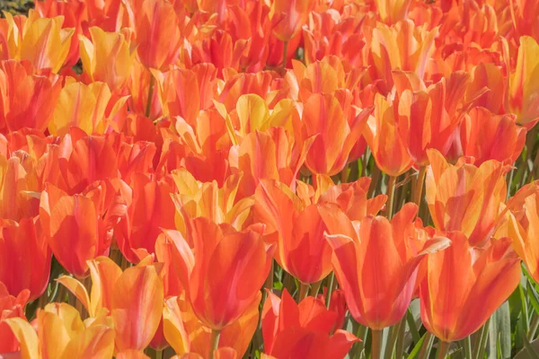 Tulipas Coloridas Florescendo Primavera Holanda — Fotografia de Stock