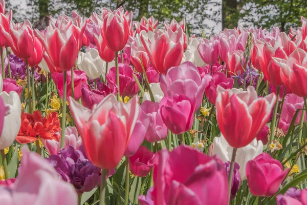 Tulipas Coloridas Florescendo Primavera Holanda — Fotografia de Stock