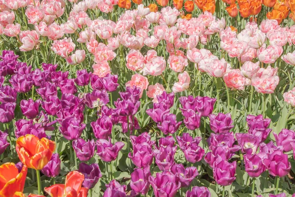 Tulipas Coloridas Florescendo Primavera Holanda — Fotografia de Stock