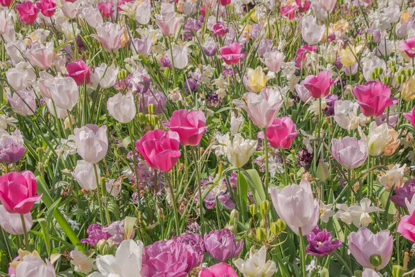 Barevné Tulipány Kvetoucí Jaře Nizozemsku — Stock fotografie