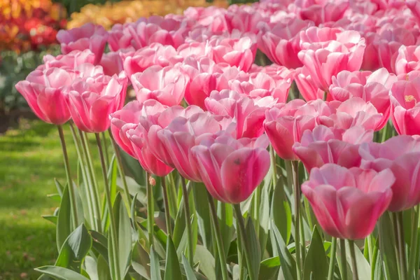 Tulipas Coloridas Florescendo Primavera Holanda — Fotografia de Stock