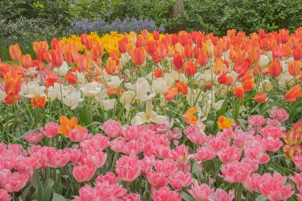 Colorful Tulips Blooming Spring Netherlands — Stock Photo, Image