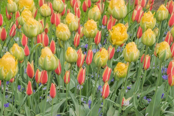 Tulipas Coloridas Florescendo Primavera Holanda — Fotografia de Stock