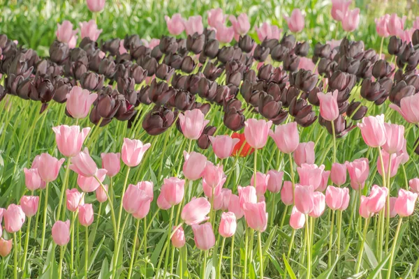 Colorful Tulips Blooming Spring Netherlands — Stock Photo, Image