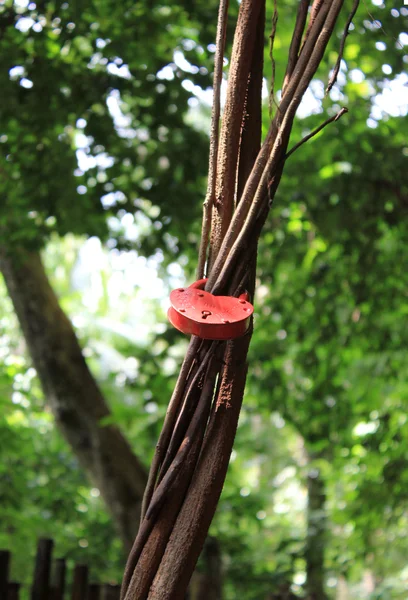 bir ağaca bağlı romantik aşk kilit.