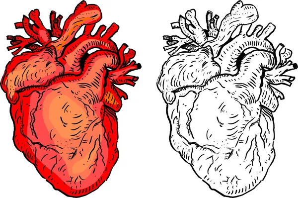 Emberi szív — Stock Vector