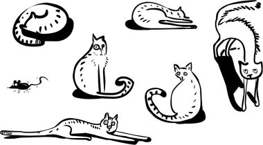 Bir grup komik kedi.