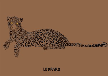 leopar