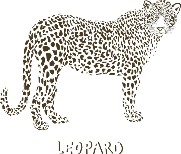 Leopardenvektorillustration — Stockvektor