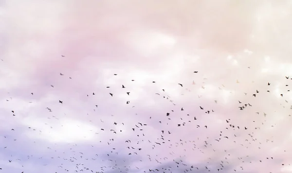 Σμήνος Πουλιών Στο Συννεφιασμένο Ουρανό — Φωτογραφία Αρχείου