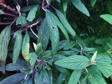 Yeşil yapraklar yakın çekim görüntüsü. Doğal arka grond.