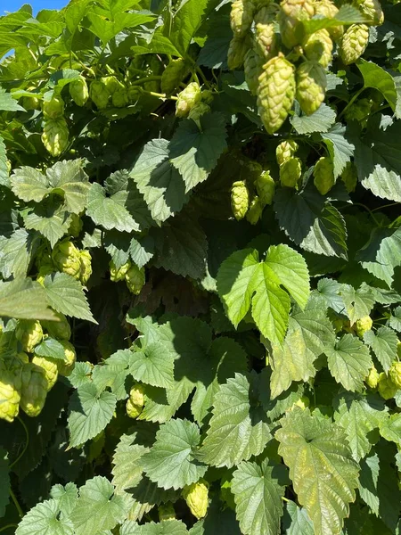 Closeup of a Cascadian Hop Plant. Hops are used to brew beer including IPA.  Broad green leaves with jagged edges and light green hop cones dusted with lupulin, the source of bitterness, aroma, and flavor in beer.