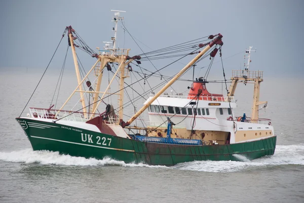 Fische im Wattenmeer — Stockfoto