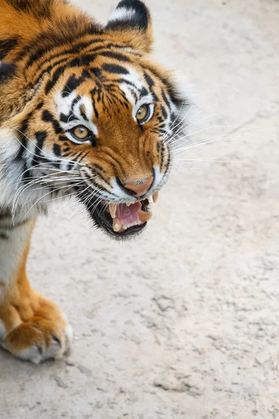 Tigre — Fotografia de Stock