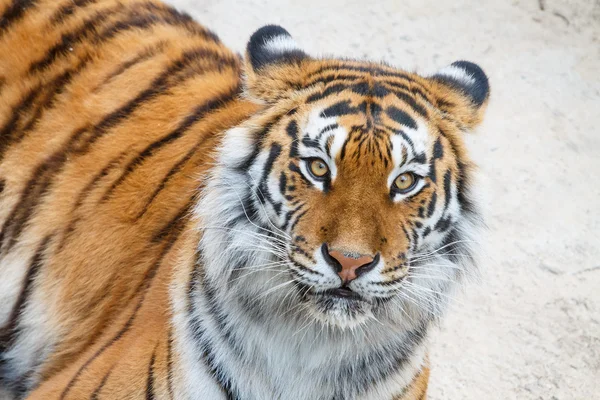 Tigre — Fotografia de Stock