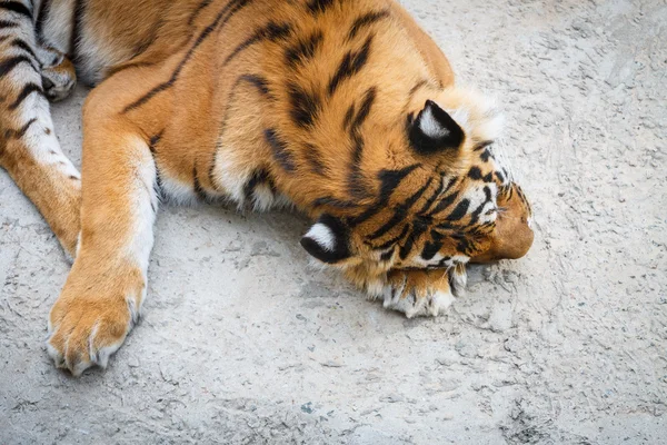 Tigre cansado — Fotografia de Stock