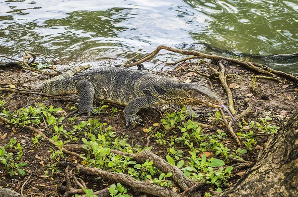 Lizard from thailand — Stock Photo, Image