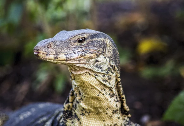 Lézard de Thaïlande — Photo