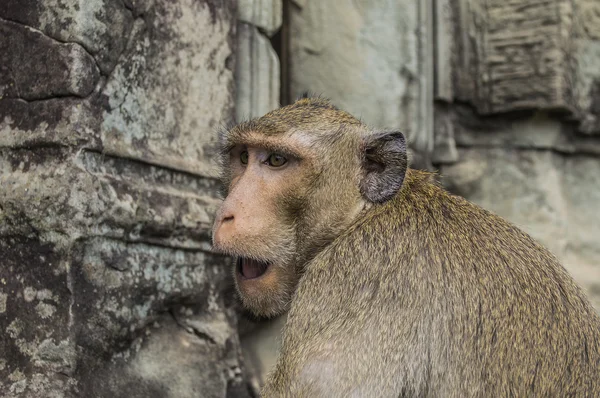 Scimmie in Angkor Wat Cambogia — Foto Stock