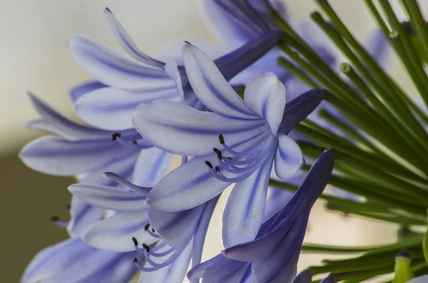 ブルーのアガパンサスの花 — ストック写真